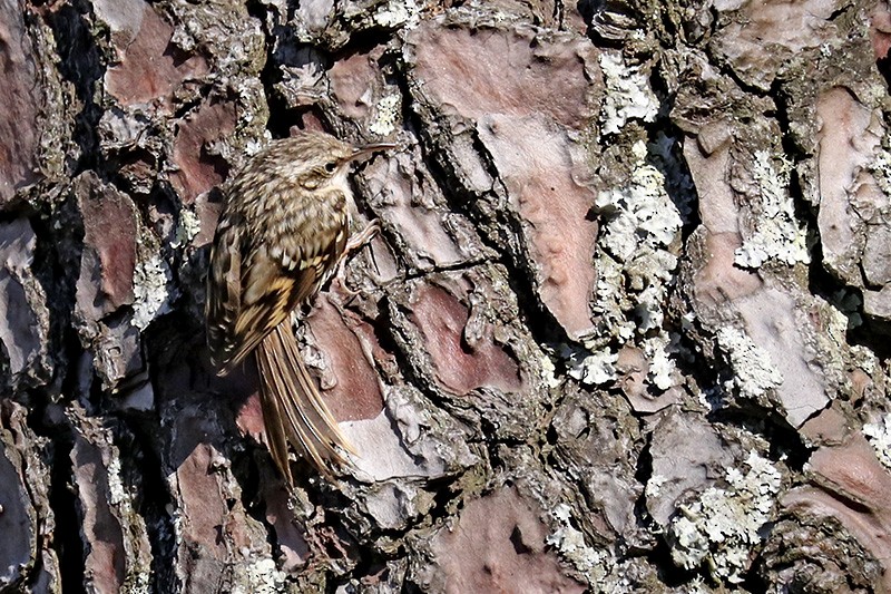 Short-toed Treecreeper - ML166557101