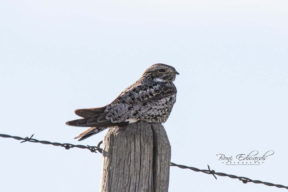 Common Nighthawk - ML166558181