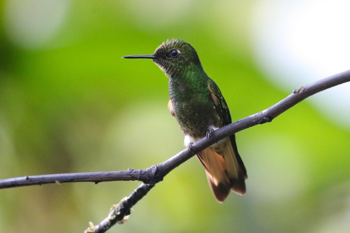 Buff-tailed Coronet - ML166562061