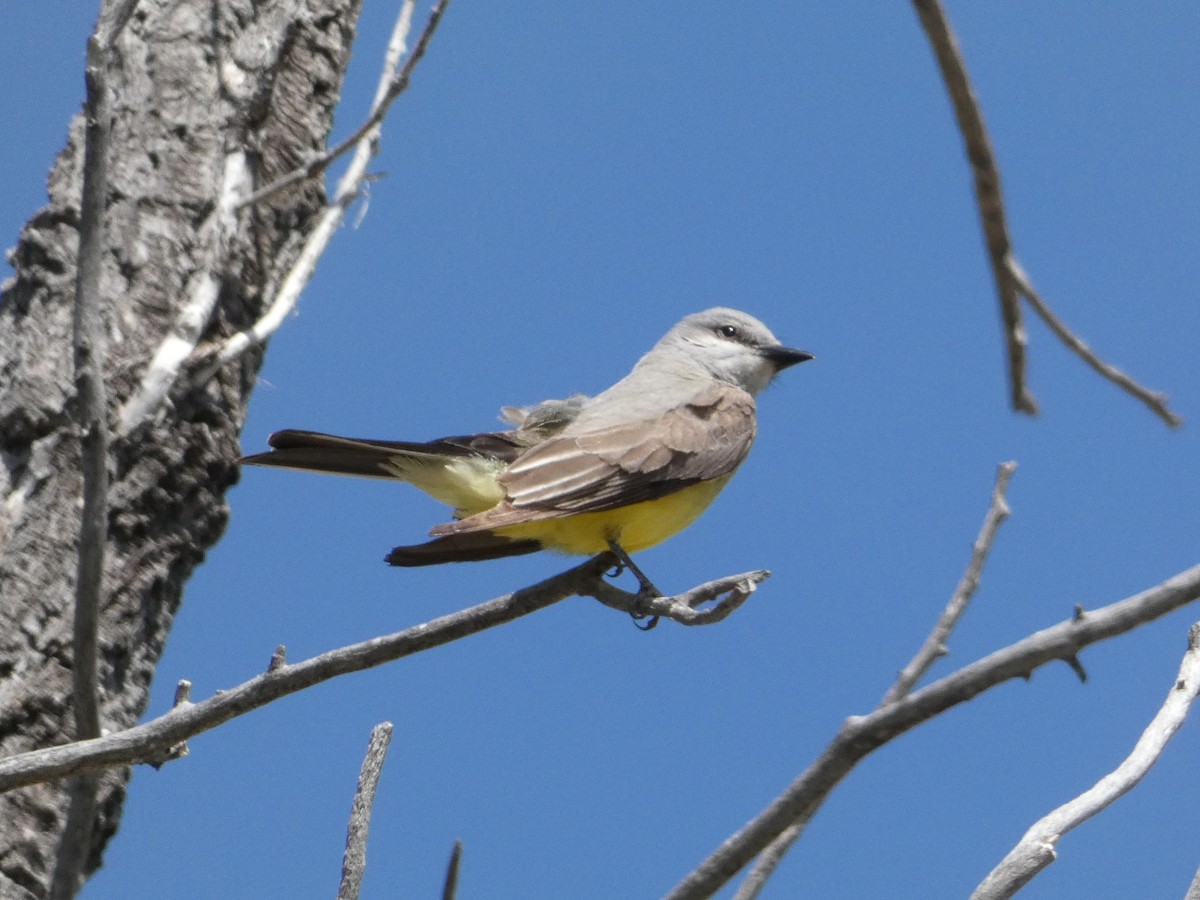 Western Kingbird - Eric Huston