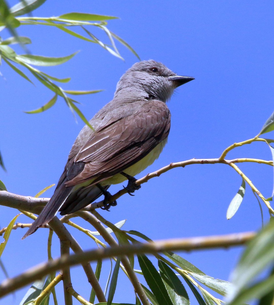 Western Kingbird - ML166562451