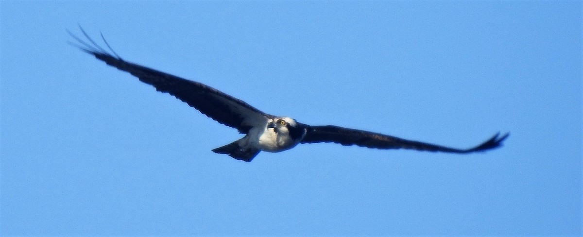 Águila Pescadora - ML166563101