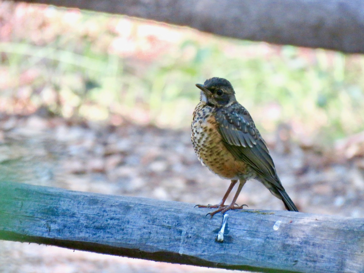 American Robin - Lois Goldfrank