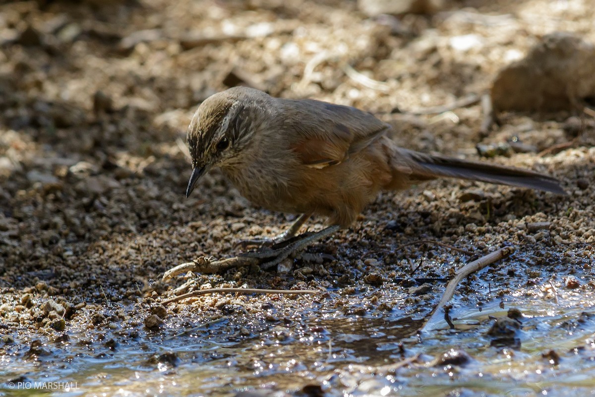 Dusky-tailed Canastero - ML166565031