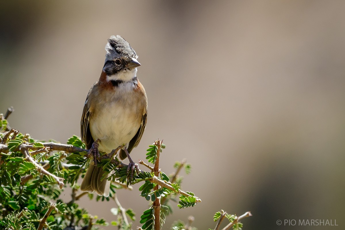 Rufous-collared Sparrow - ML166565091