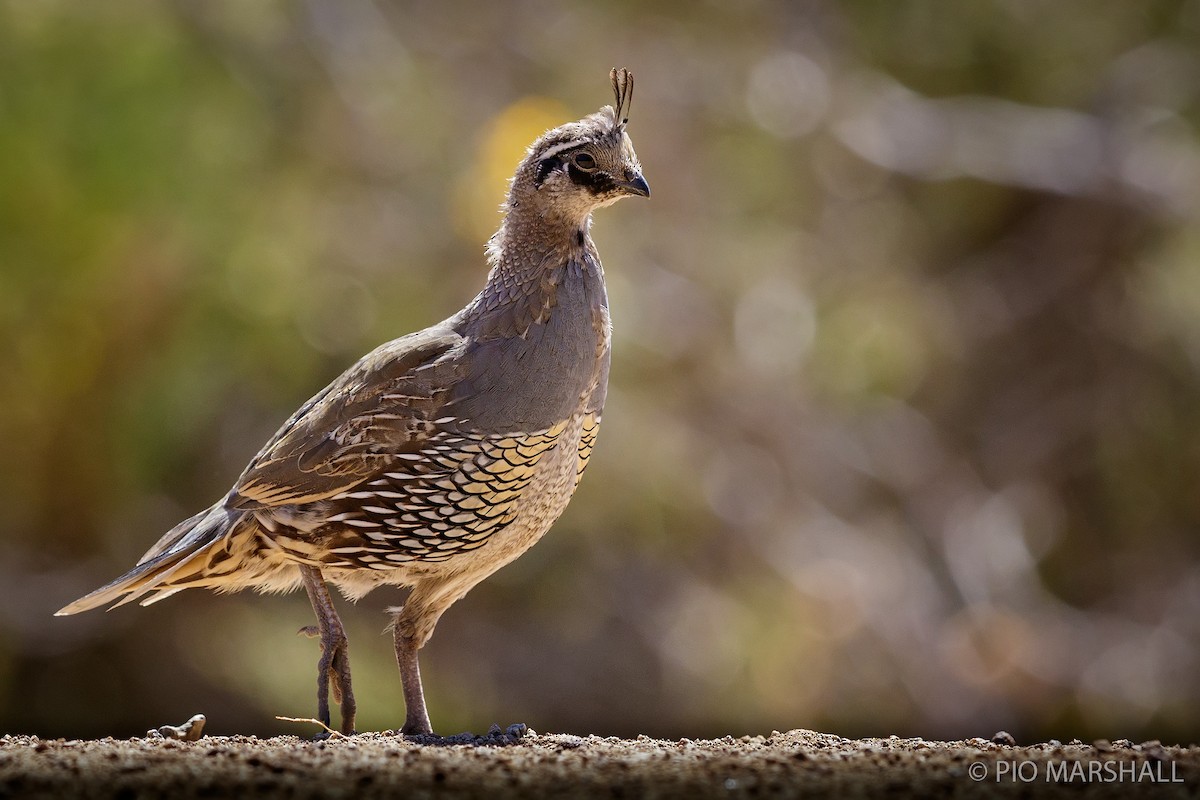 California Quail - ML166565271