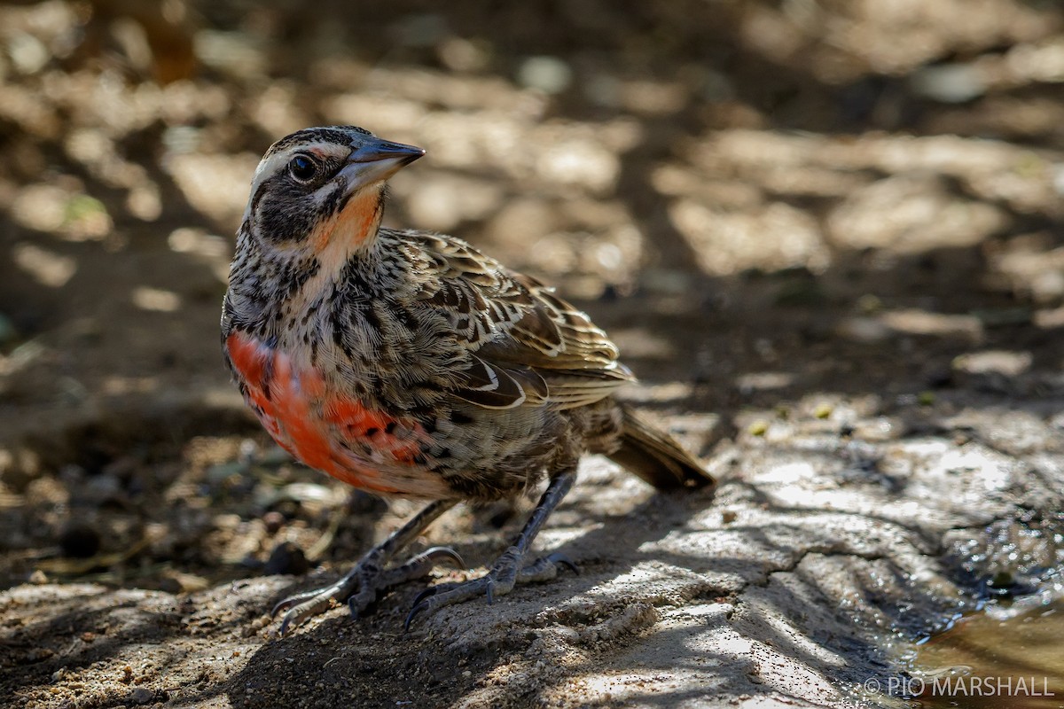 Long-tailed Meadowlark - ML166565491