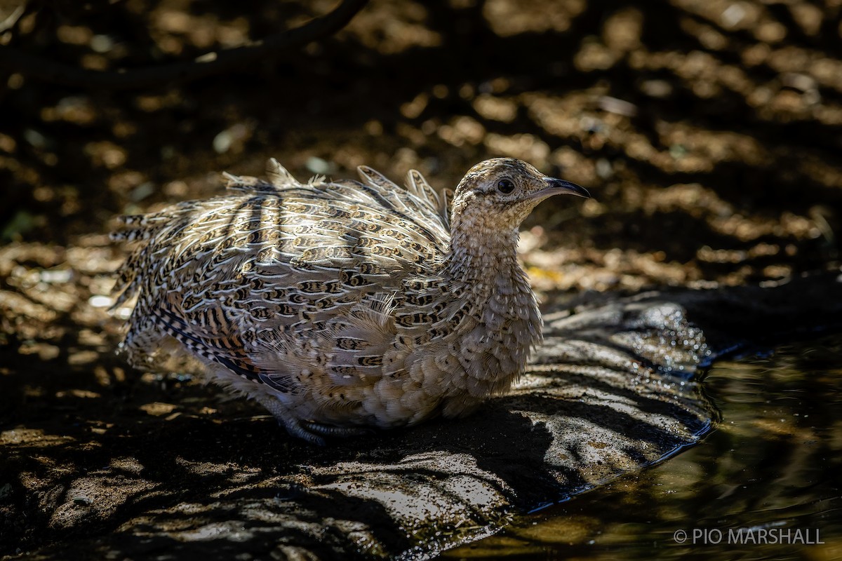 Chilean Tinamou - ML166565561