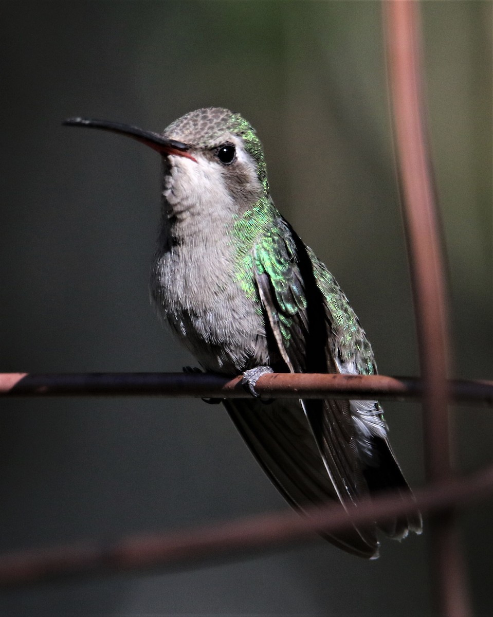 Broad-billed Hummingbird - Jim Stasz