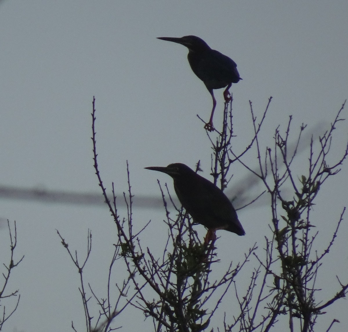 Green Heron - ML166568841