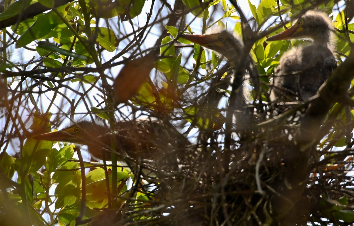 Green Heron - ML166569381