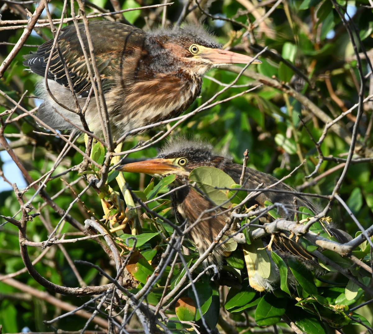 Green Heron - Ann Stinely