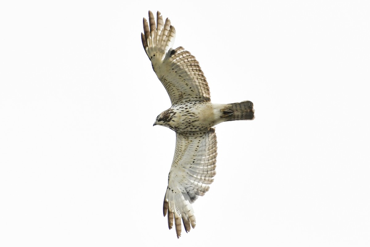 Broad-winged Hawk - Magnus Andersson