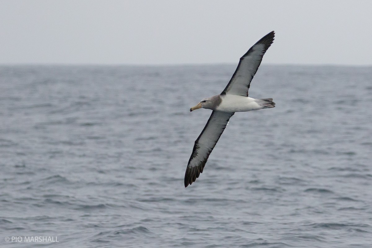 Albatros de las Chatham - ML166572301
