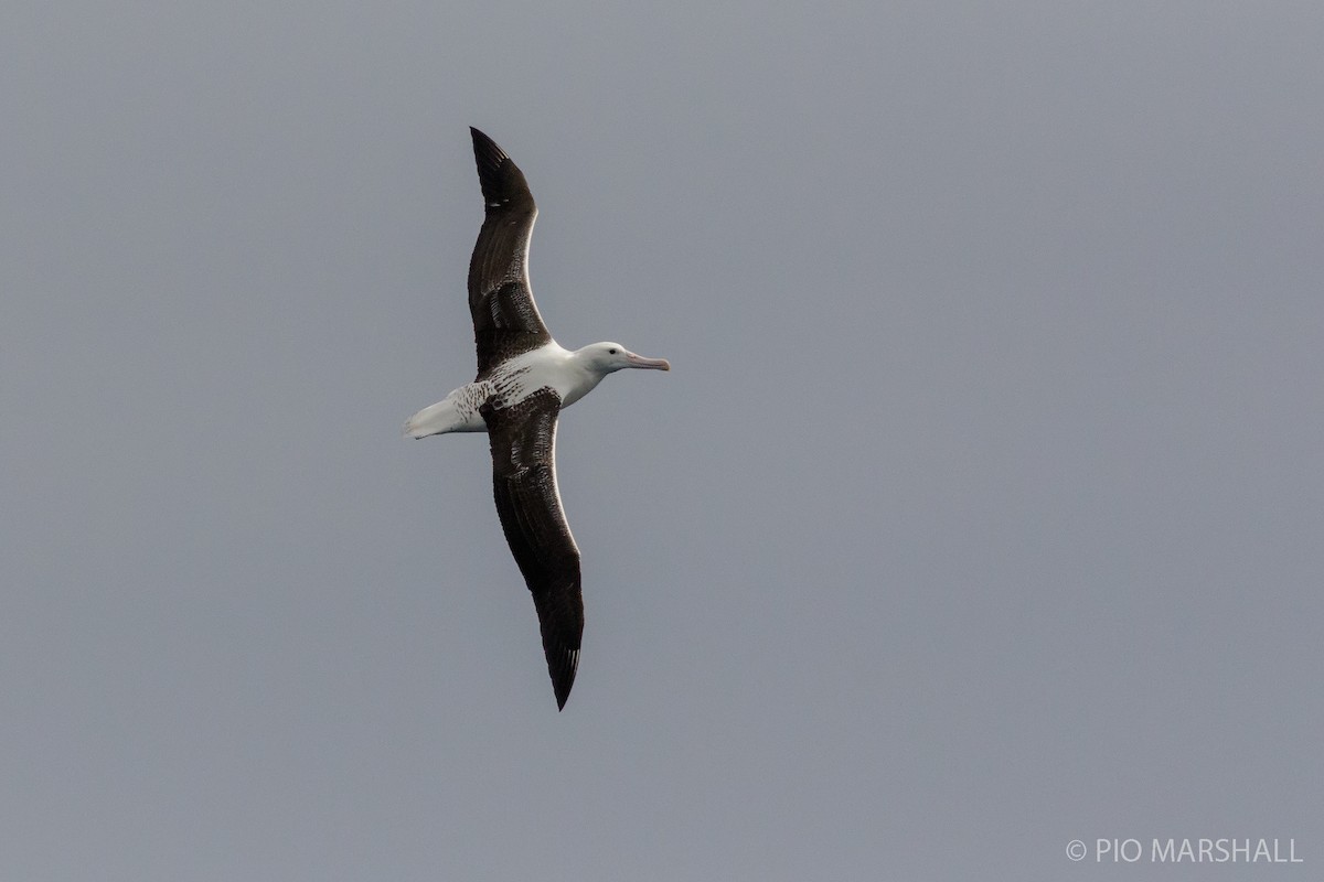 Southern Royal Albatross - Pio Marshall