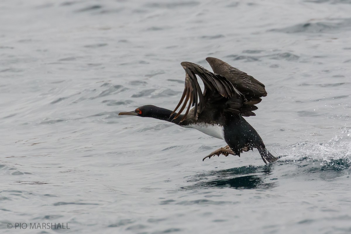 Cormoran de Bougainville - ML166572641