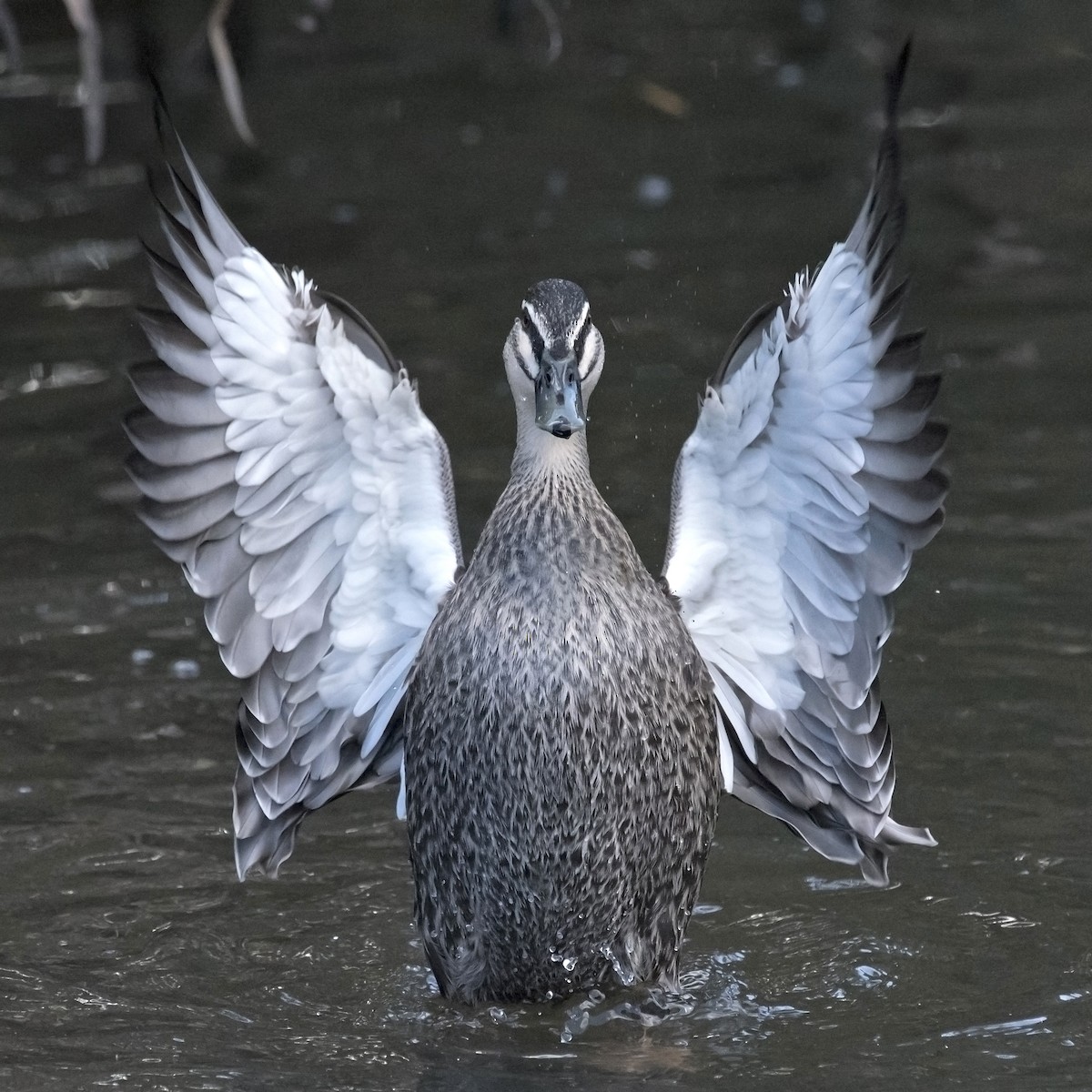 Pacific Black Duck - Dan Forster