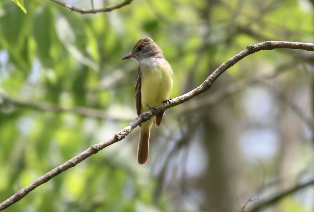 Great Crested Flycatcher - ML166582121