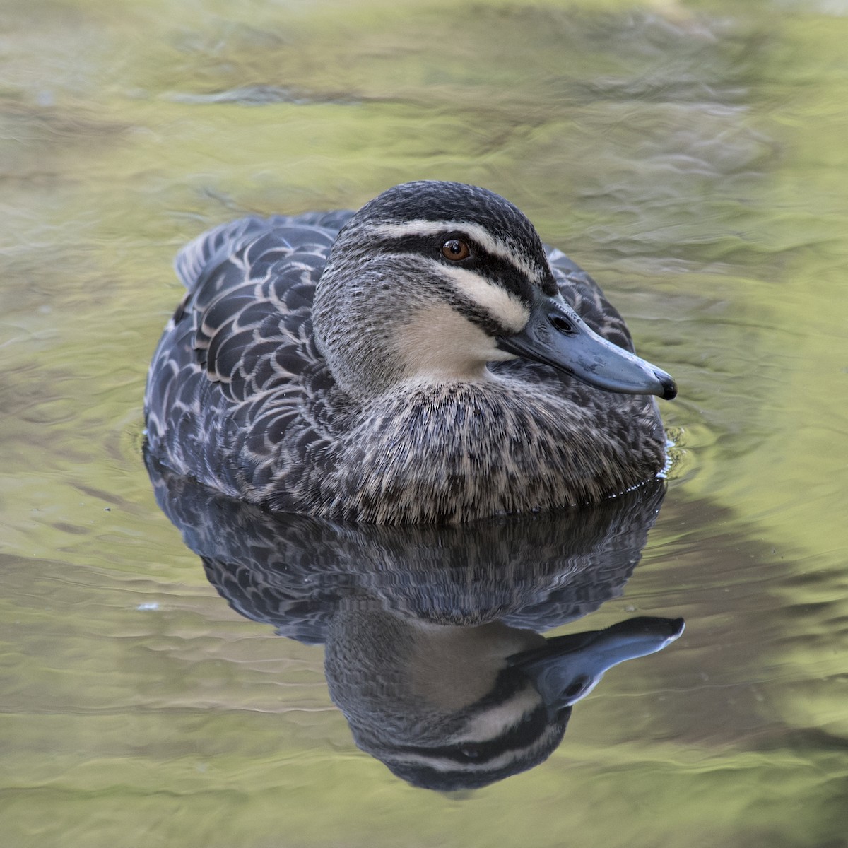 Pacific Black Duck - Dan Forster