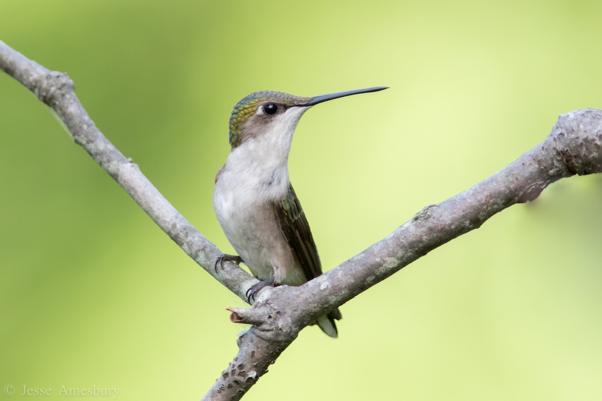 Ruby-throated Hummingbird - Jesse Amesbury