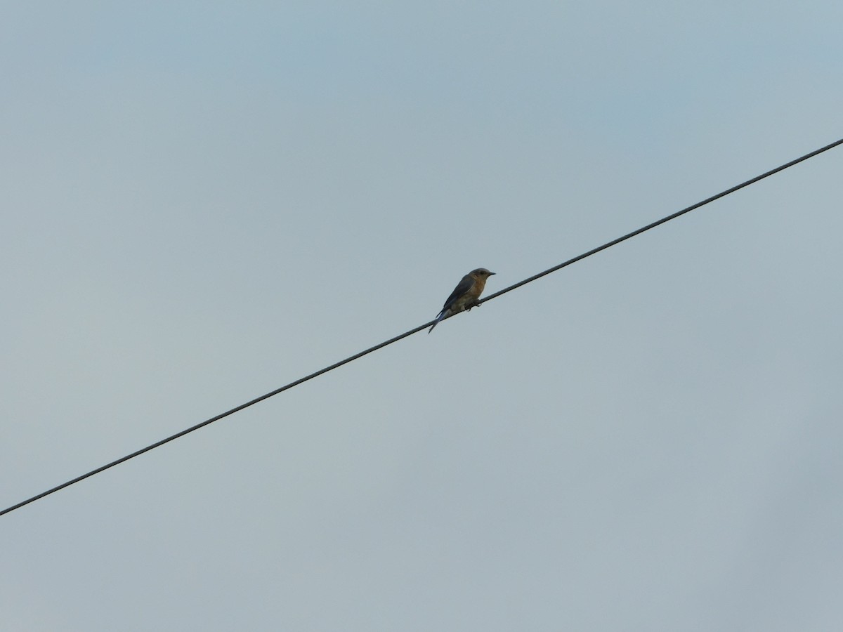 Eastern Bluebird - ML166583041