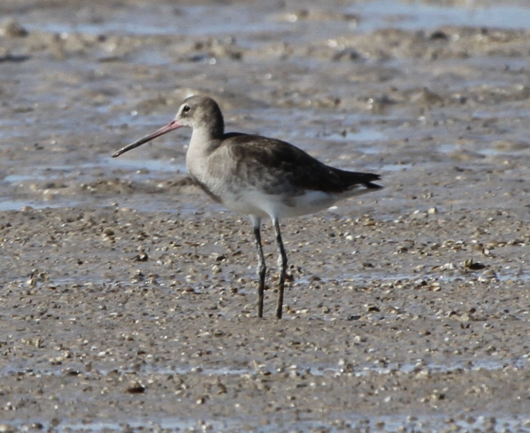 Морин цууцал - ML166583261