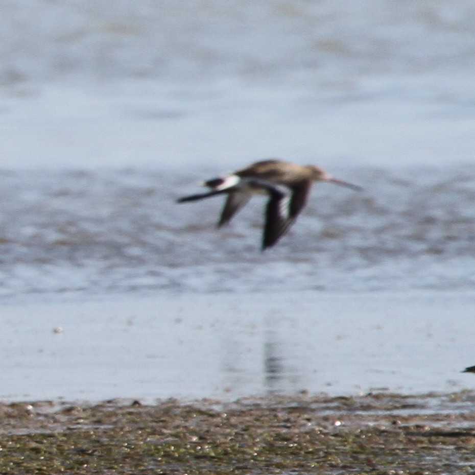 Морин цууцал - ML166583271