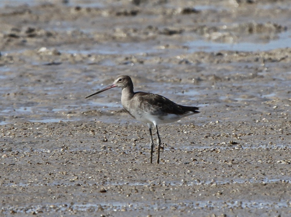 svarthalespove - ML166583311