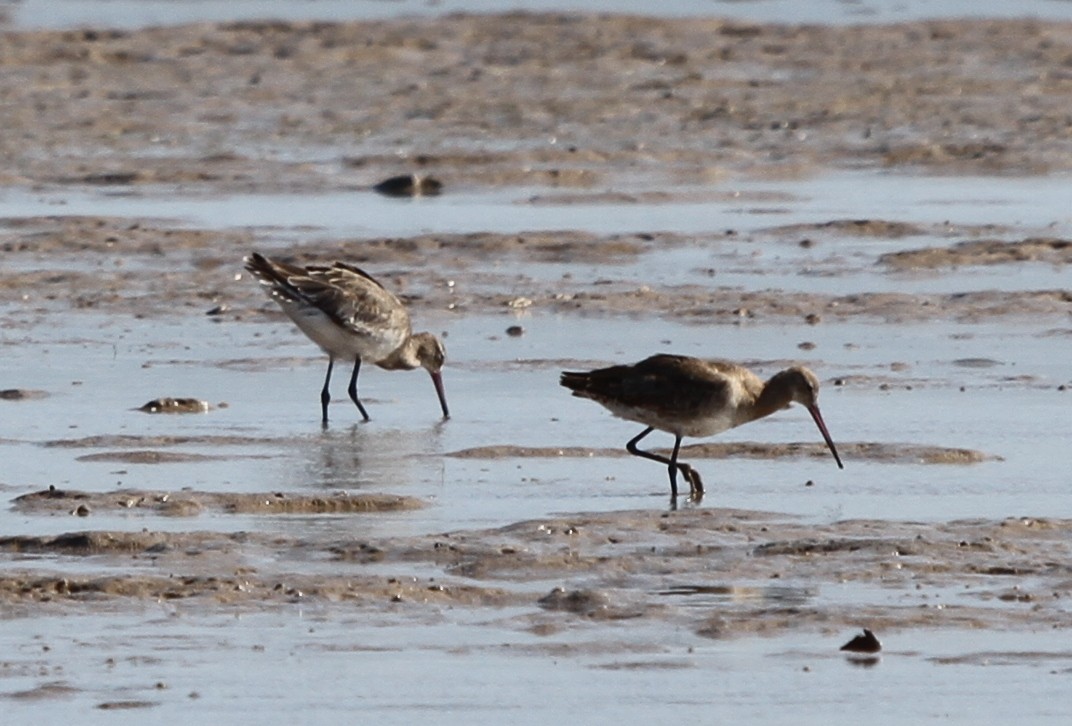 Black-tailed Godwit - ML166583351