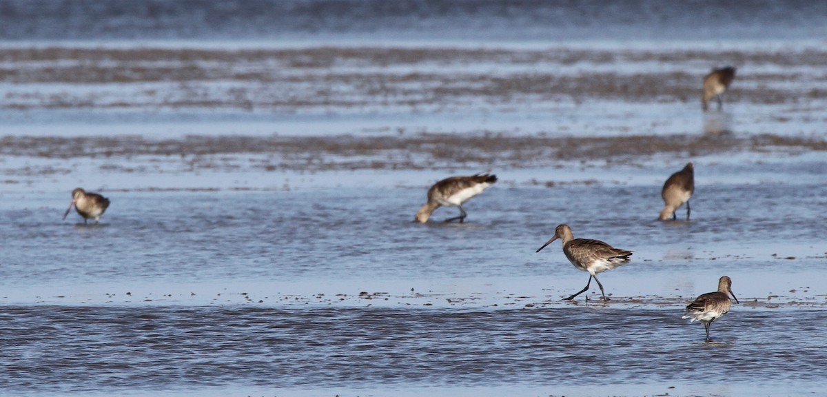 Black-tailed Godwit - ML166583391