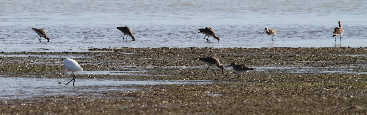 Морин цууцал - ML166583421