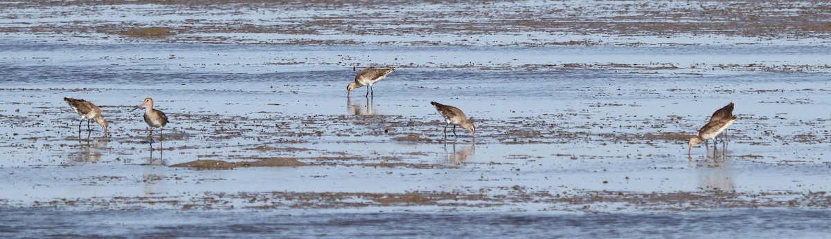 Морин цууцал - ML166583451