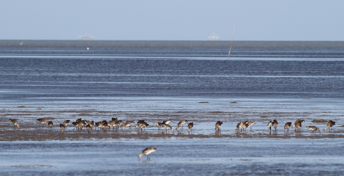 Морин цууцал - ML166583481