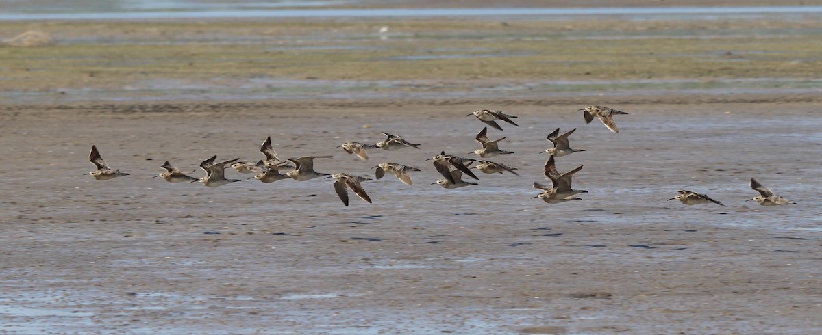 Бичилхэн тутгалжин - ML166583531