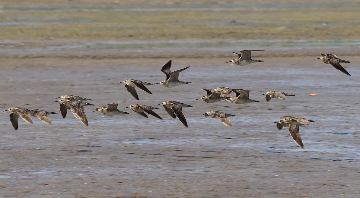 Little Curlew - ML166583561