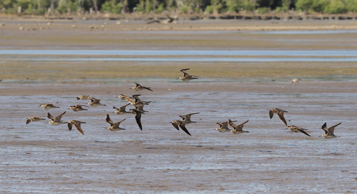 Little Curlew - ML166583571