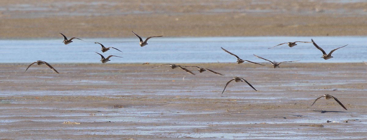 Бичилхэн тутгалжин - ML166583581