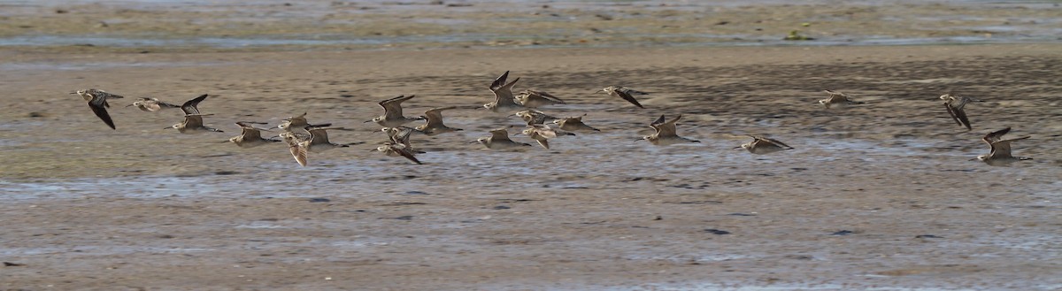 Бичилхэн тутгалжин - ML166583601