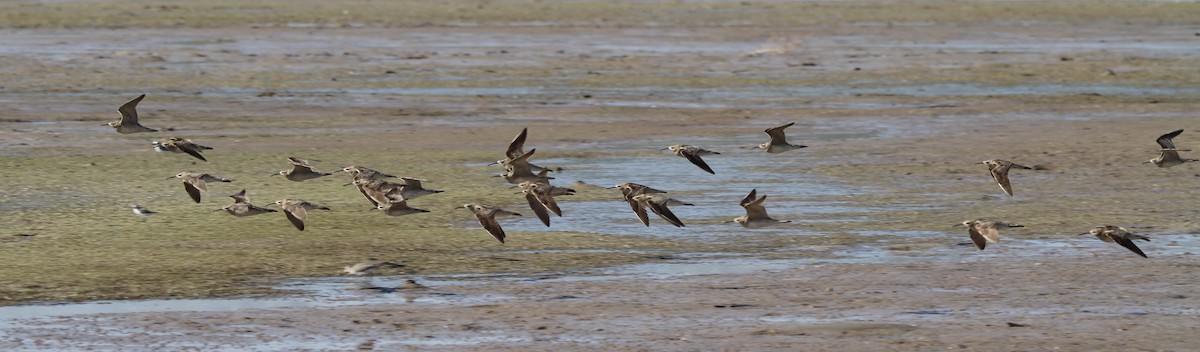 Бичилхэн тутгалжин - ML166583611