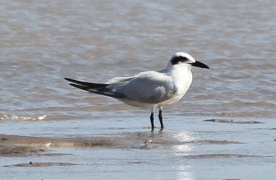 Australian Tern - ML166583821