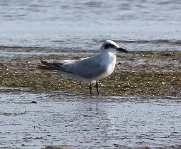 Australian Tern - ML166583831