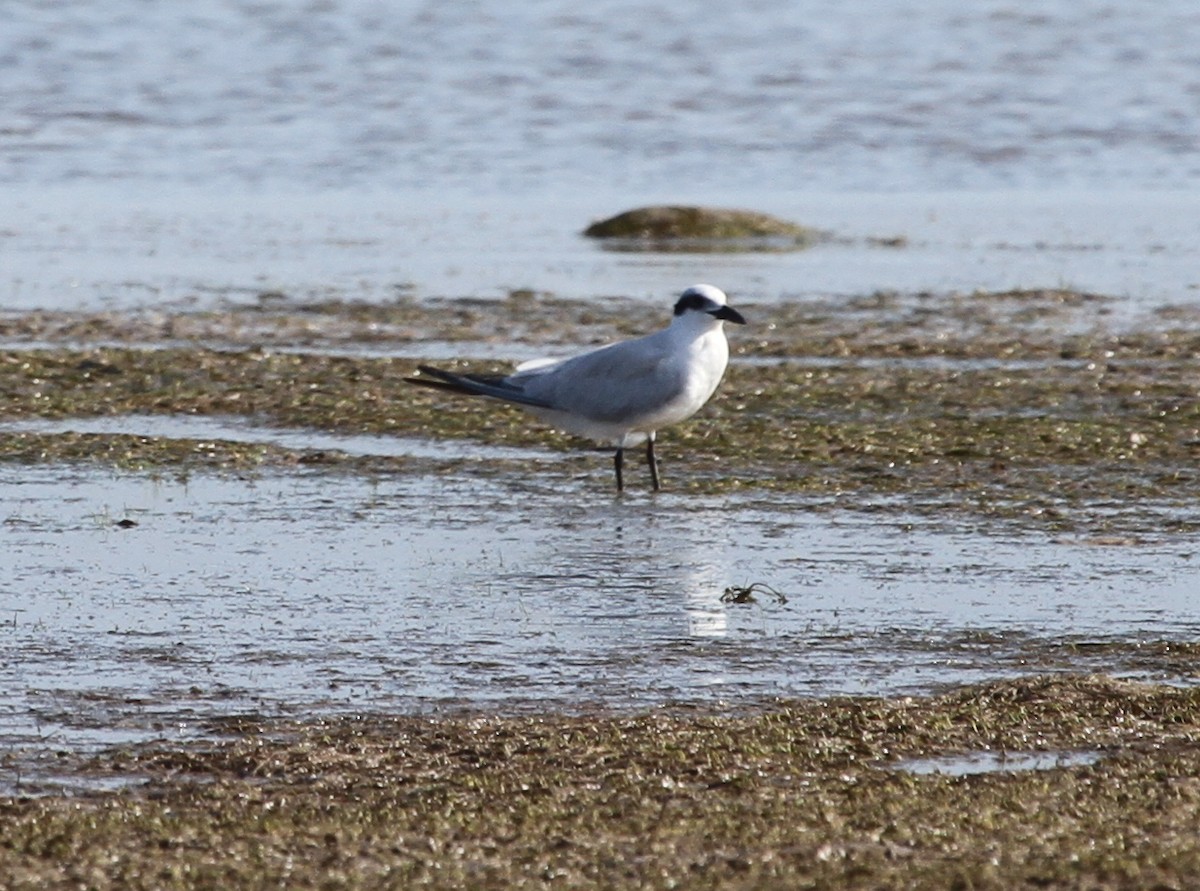 Australian Tern - ML166583841