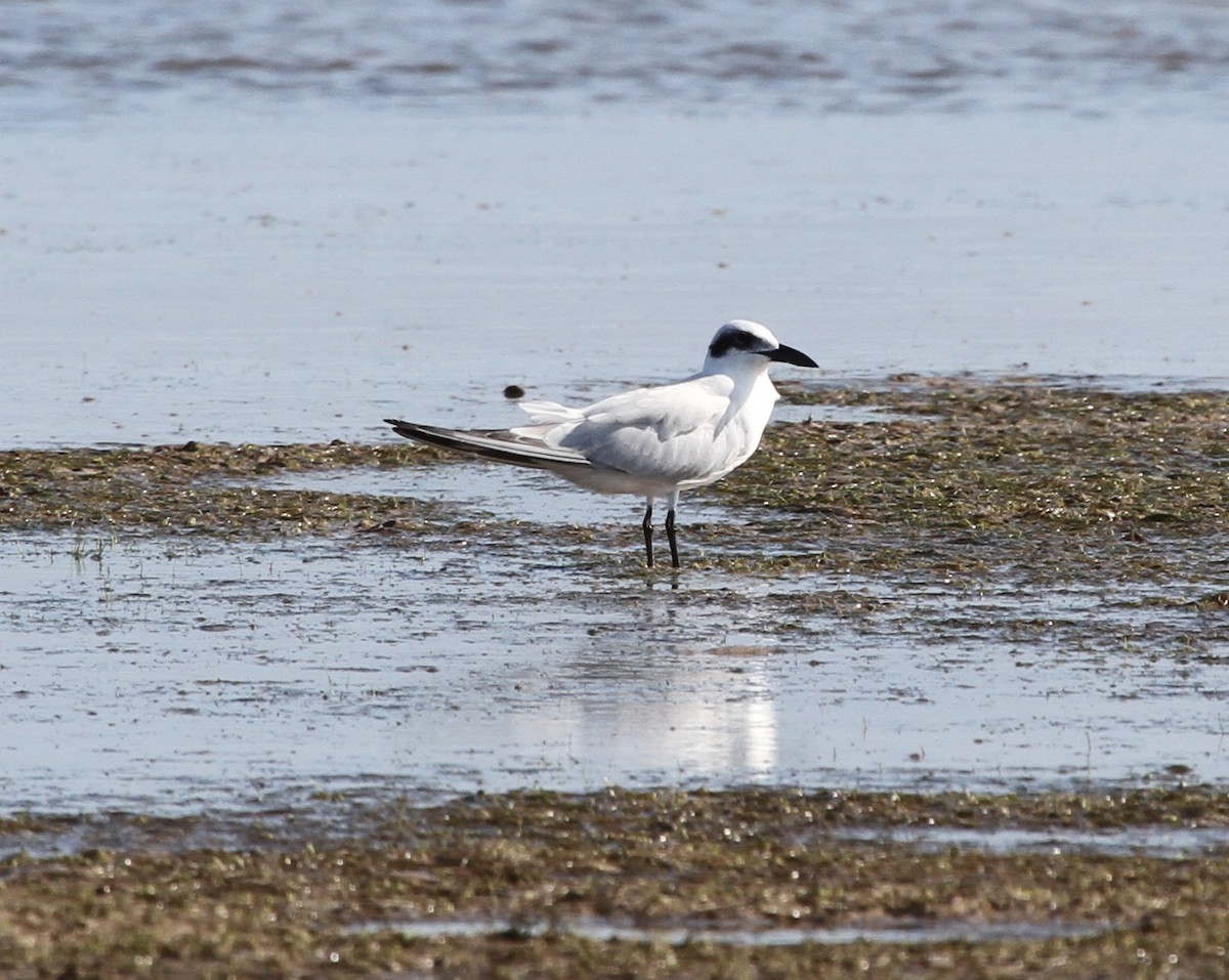 Australian Tern - ML166583861