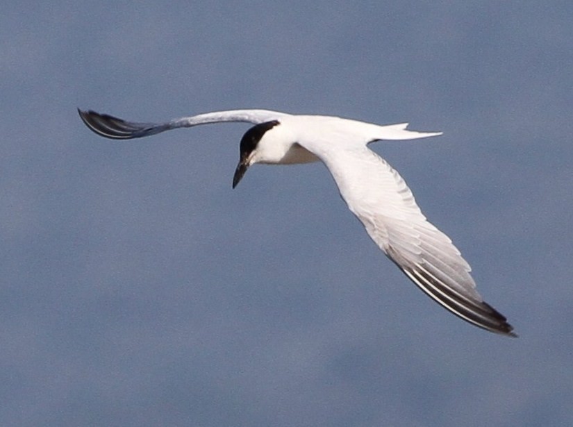 Gull-billed/Australian Tern - ML166583921