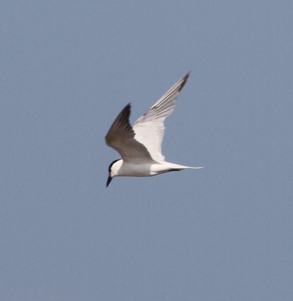 Gull-billed/Australian Tern - ML166583931