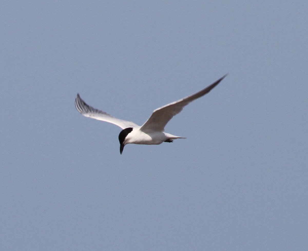 Gull-billed/Australian Tern - ML166583951