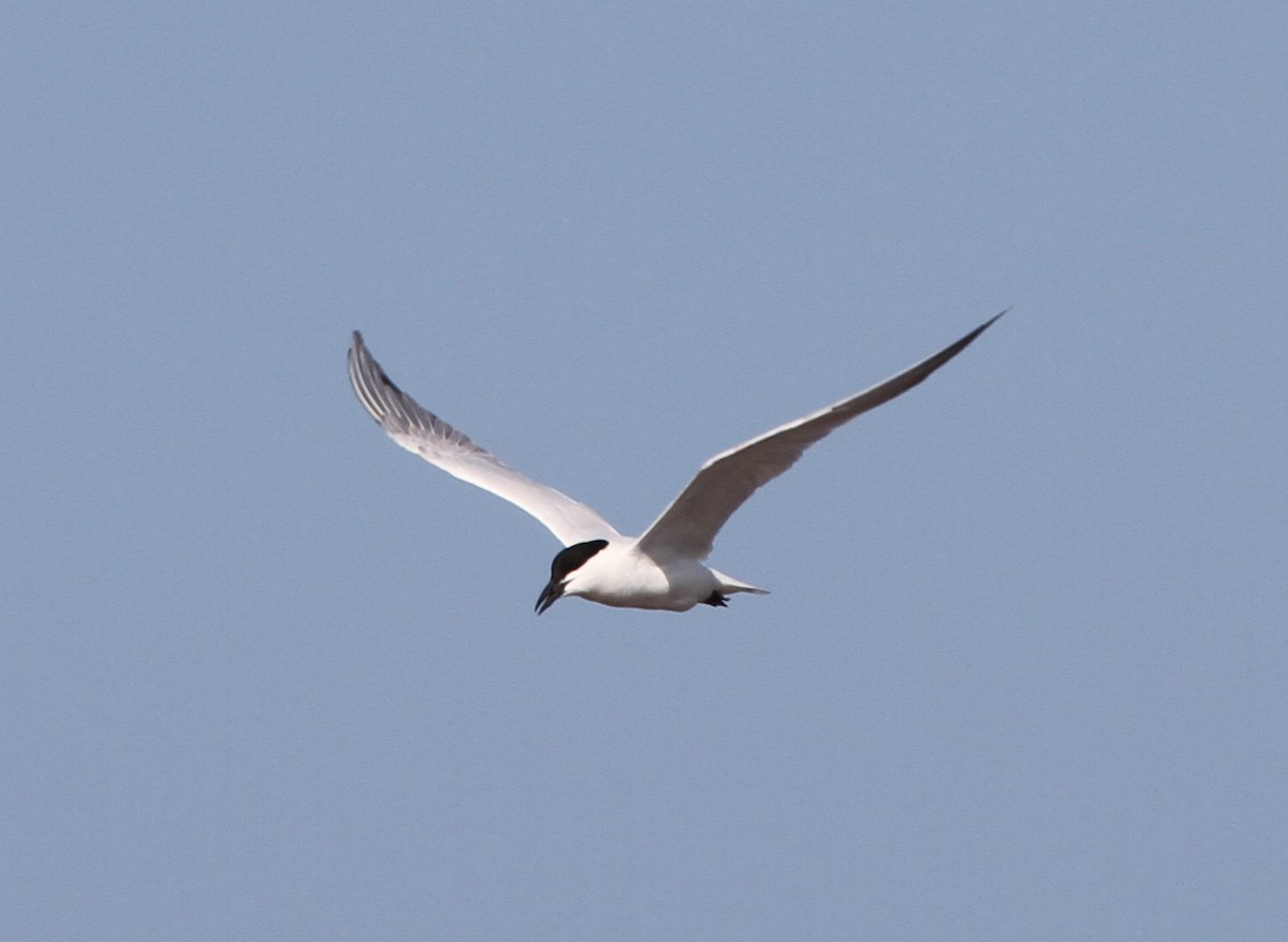Gull-billed/Australian Tern - ML166583961