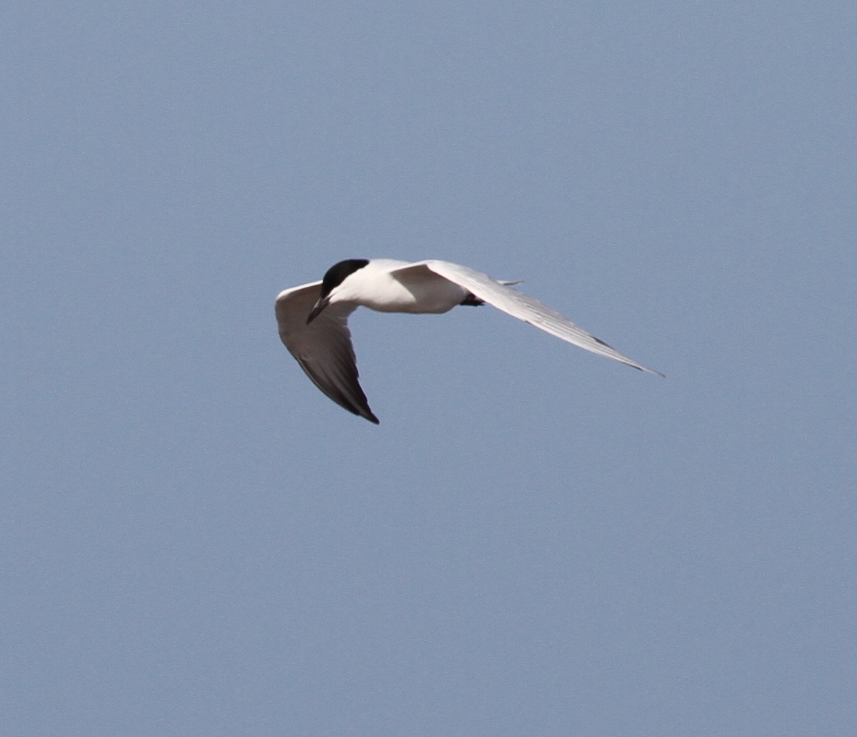 Gull-billed/Australian Tern - ML166583971