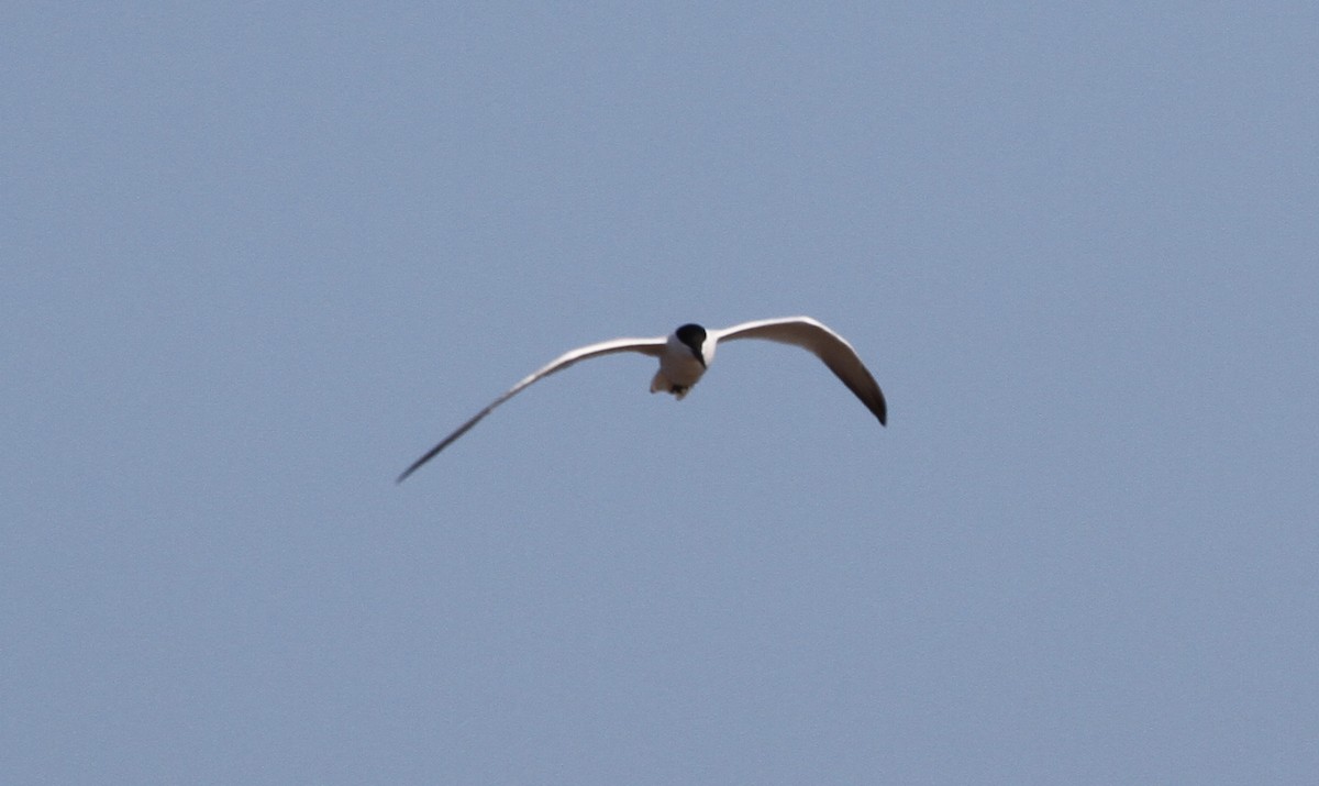 Gull-billed/Australian Tern - ML166583981