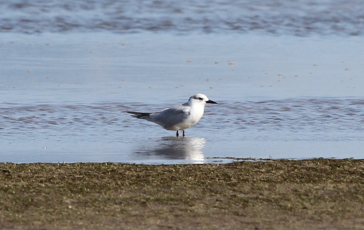 Gull-billed/Australian Tern - ML166584001